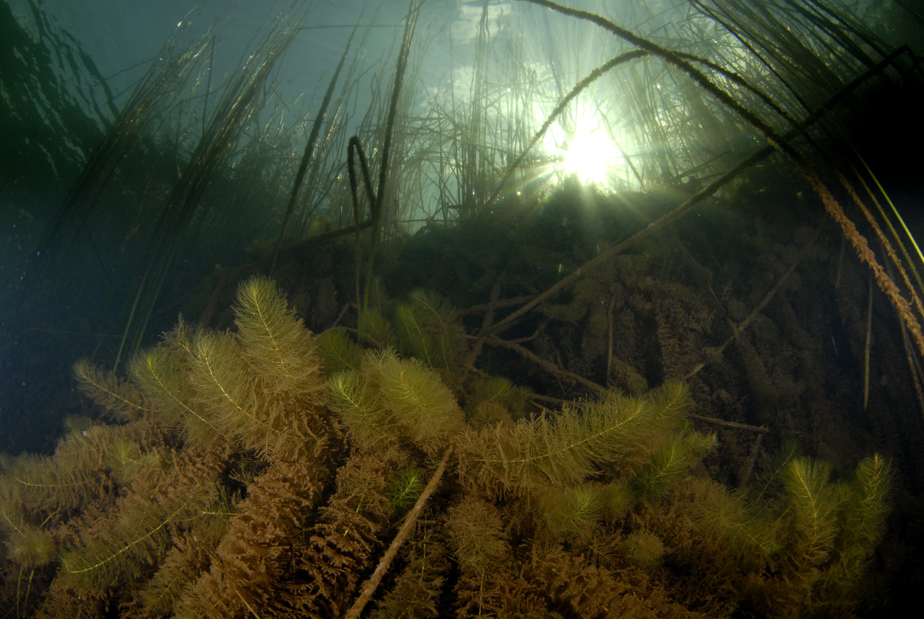 mod_JFG7937 – crispin, nz, new, zealand, new zealand, aug16_cm, Waro, freshwater, lake